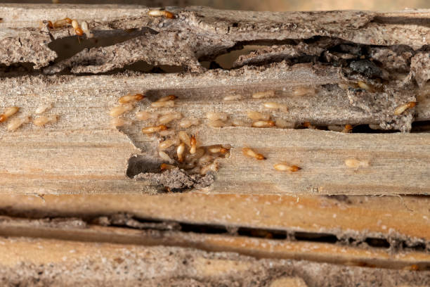 Insect Control in Narberth, PA